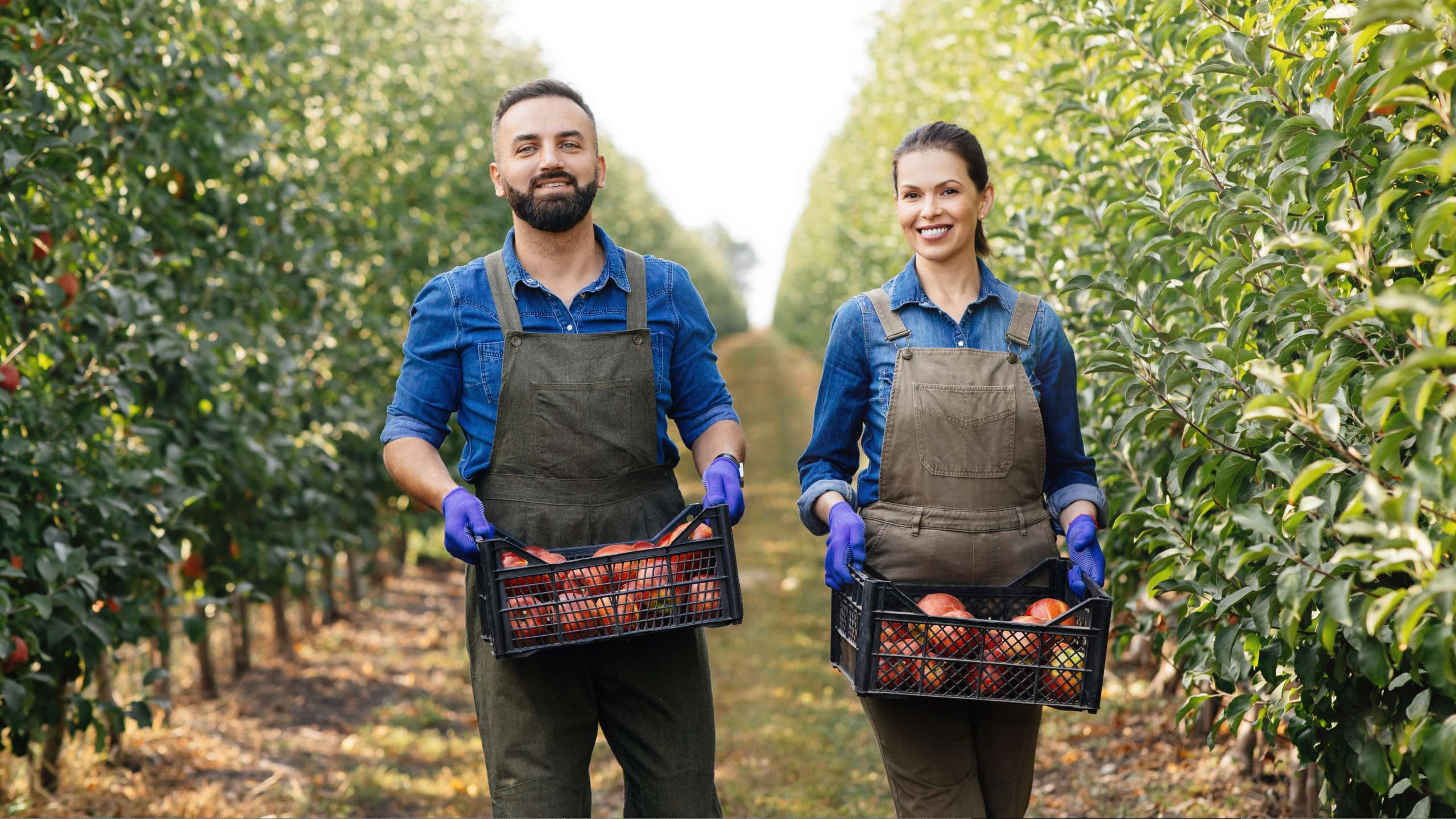 2023 Sponsored Fruit Picking Jobs in Australia
